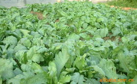 上海農慶農業科技咨詢公司 專業農業信息咨詢，助力現代農業發展