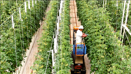 江蘇南通 龍驤虎步，家庭農場踏春來