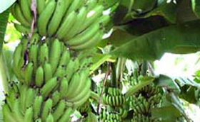 南寧壇洛優(yōu)質新鮮香蕉大量供應——生鮮水果優(yōu)選